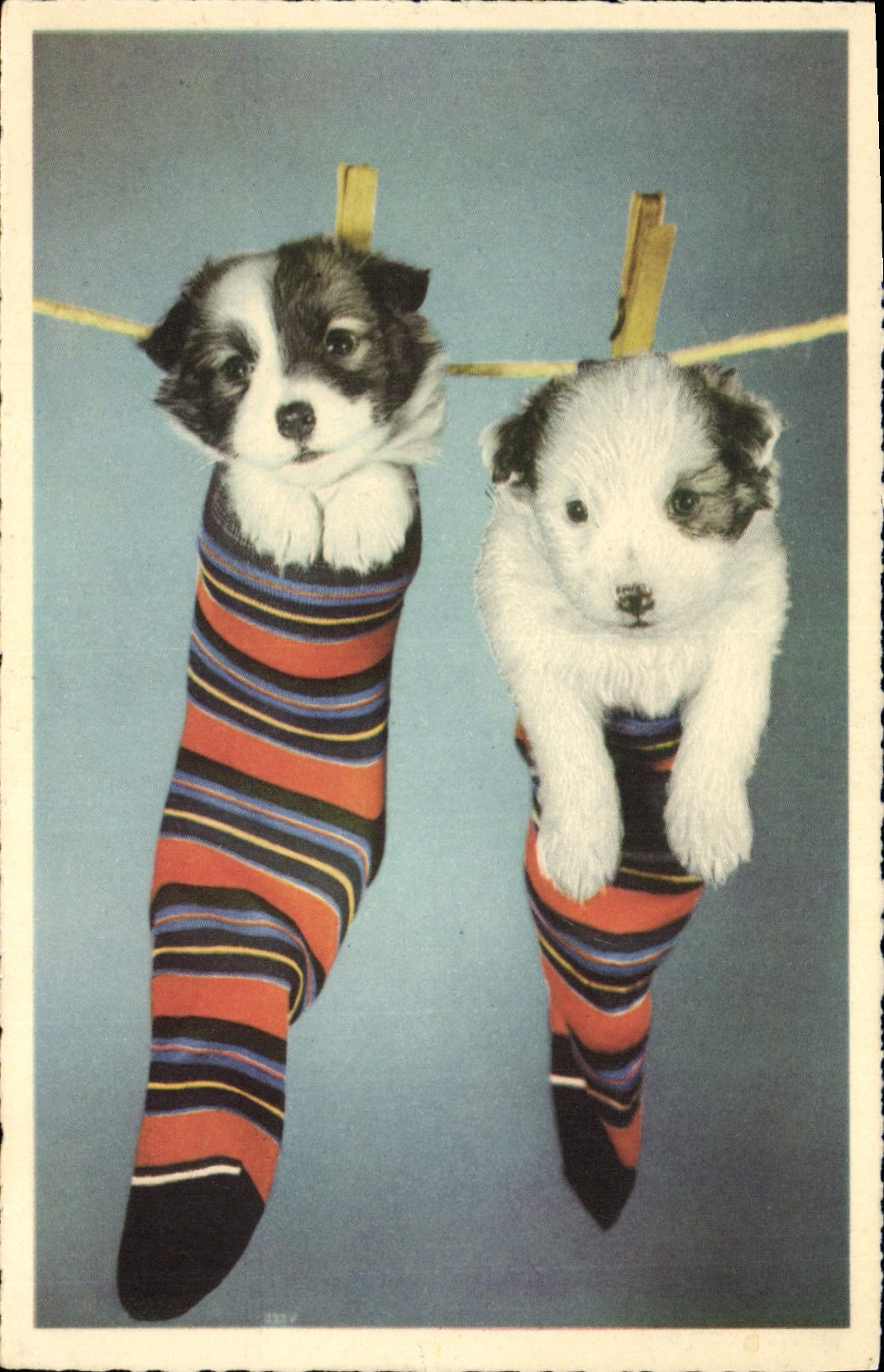 CPA Chiens Chien 