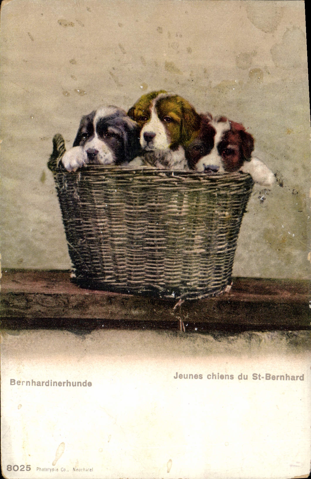 Vintage Postcard Young people Dogs of St Bernard Chien
