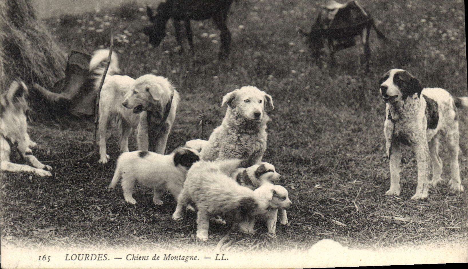 CPA Chiens de montagne Lourdes Chien 