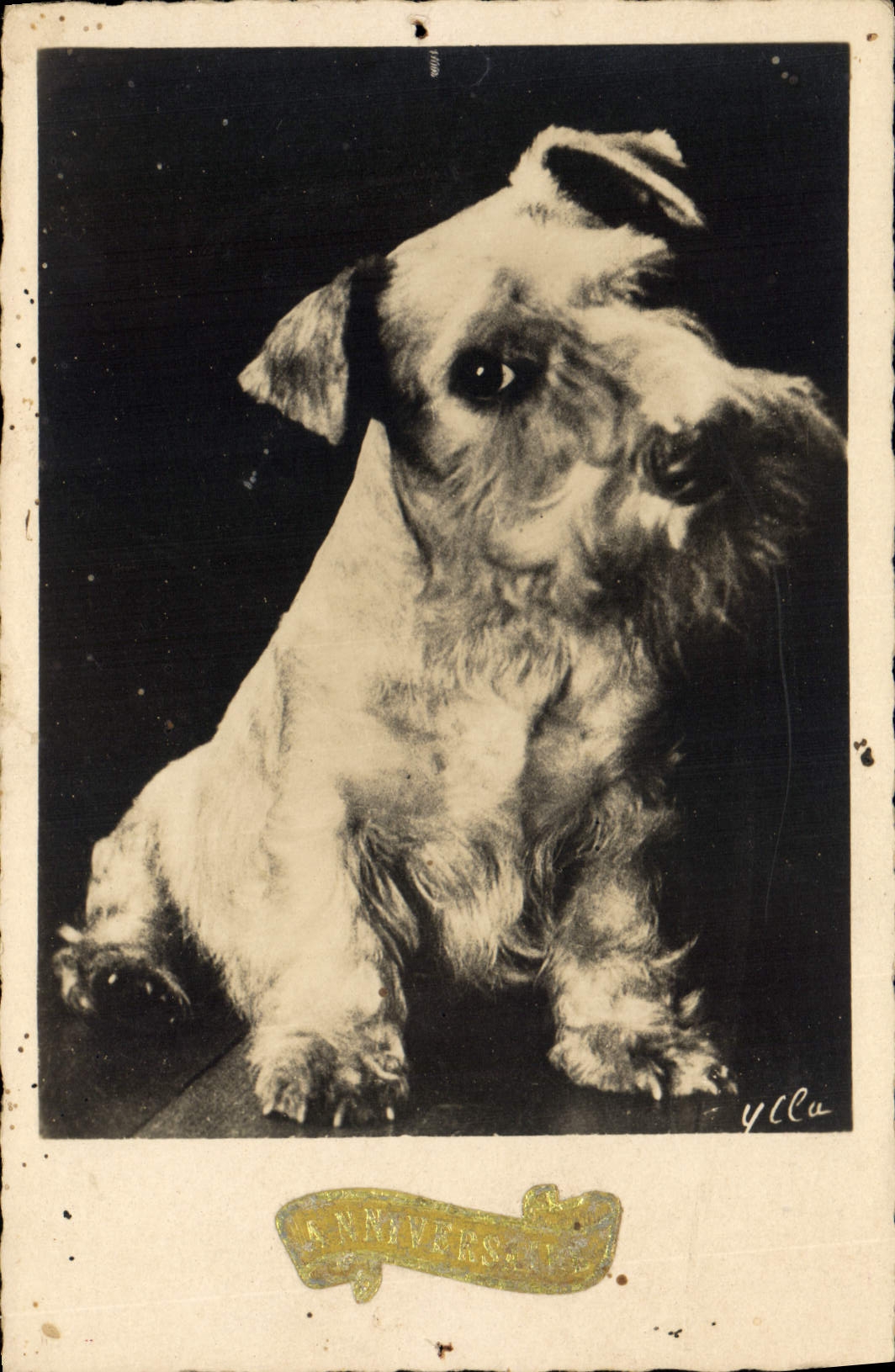 CPA Chiens Chien