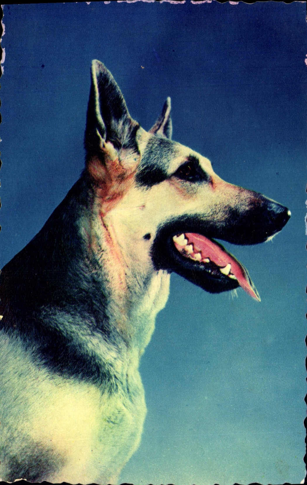 Modern Postcard Dogs Dog Shepherd