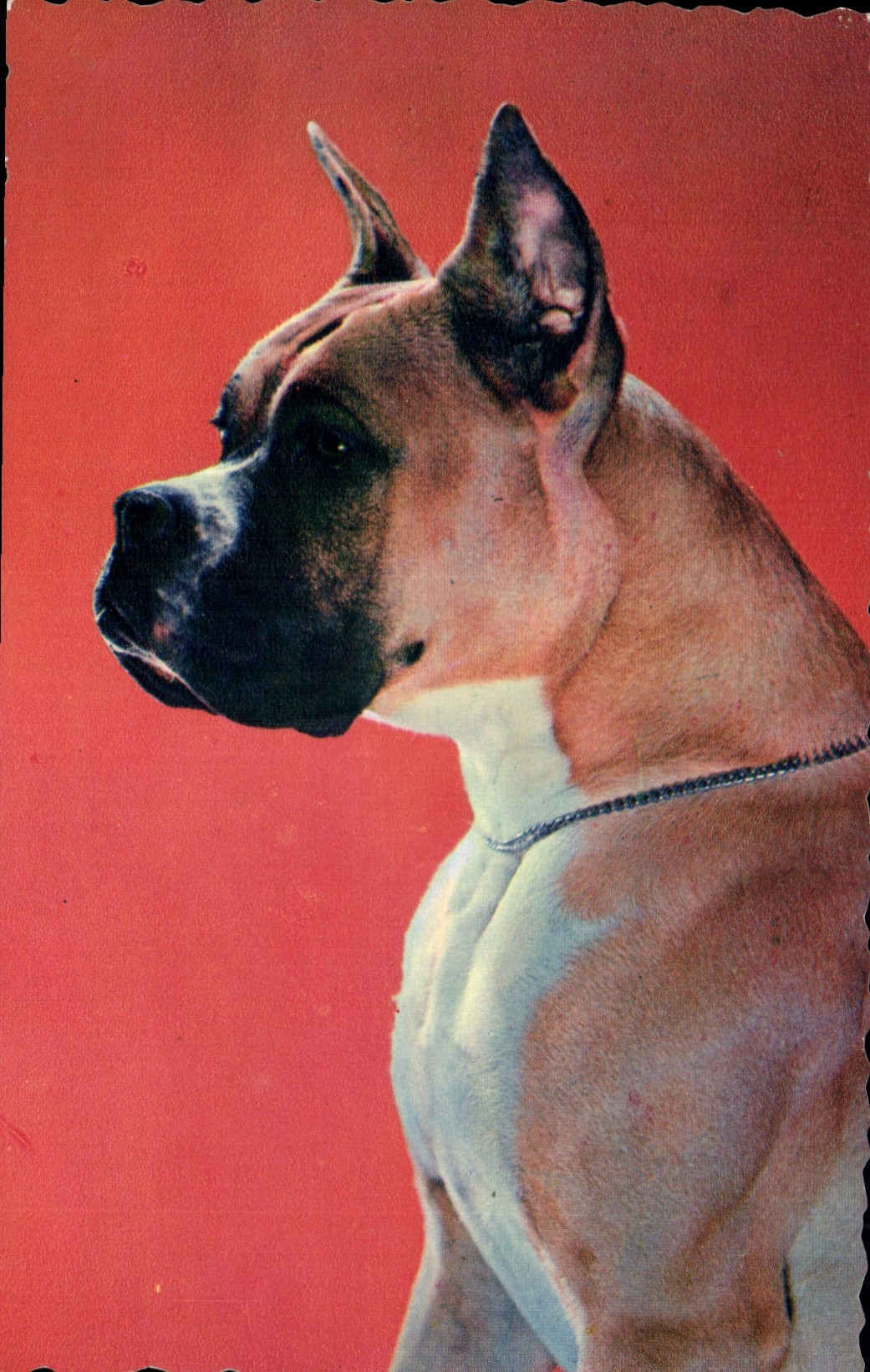 Modern Postcard Dogs Dog Boxer