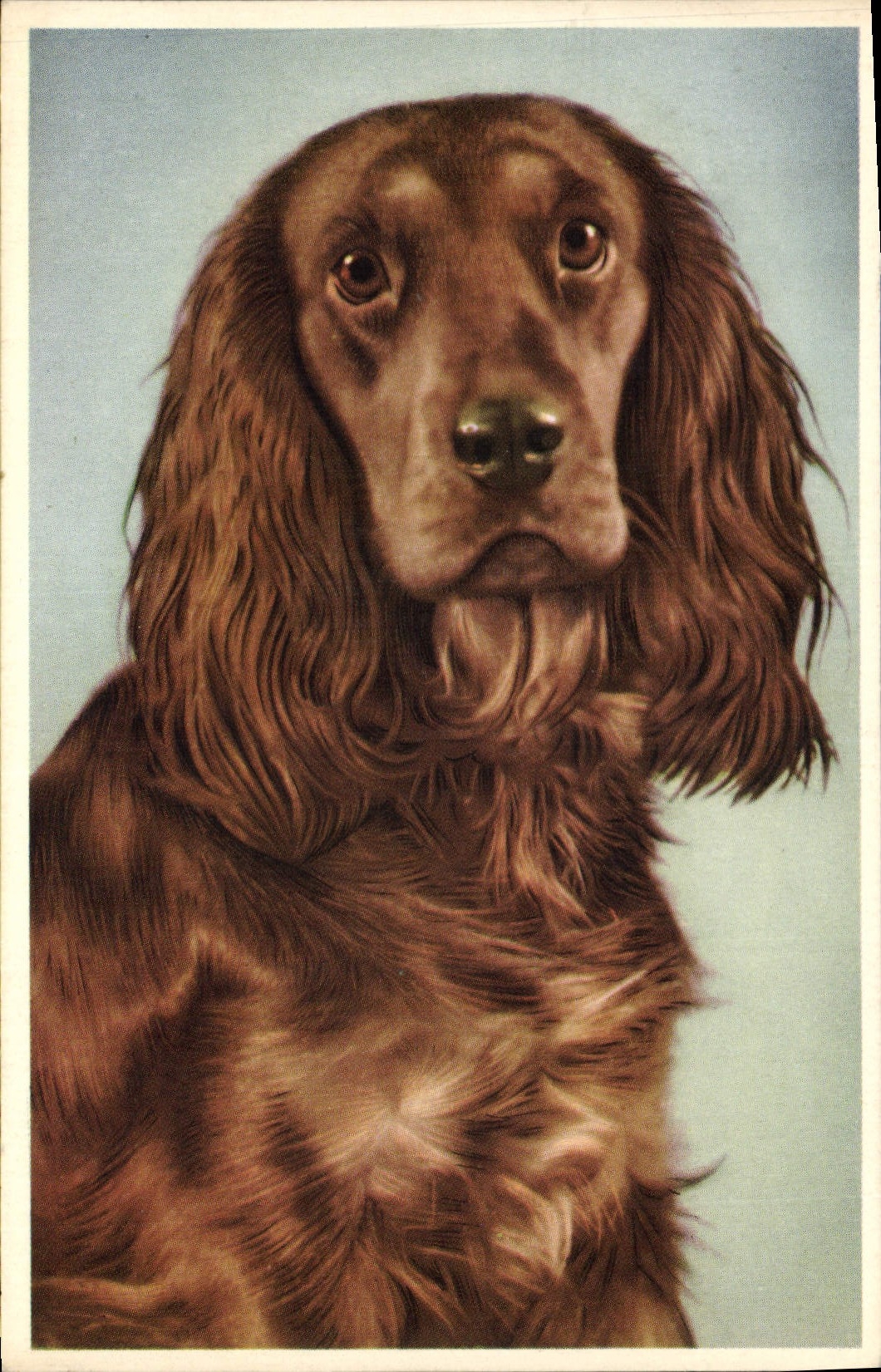 CPA Chiens Chien 