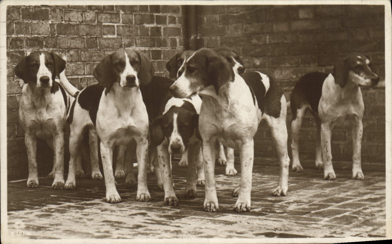 CPA Chasse a courre Chien Chiens 