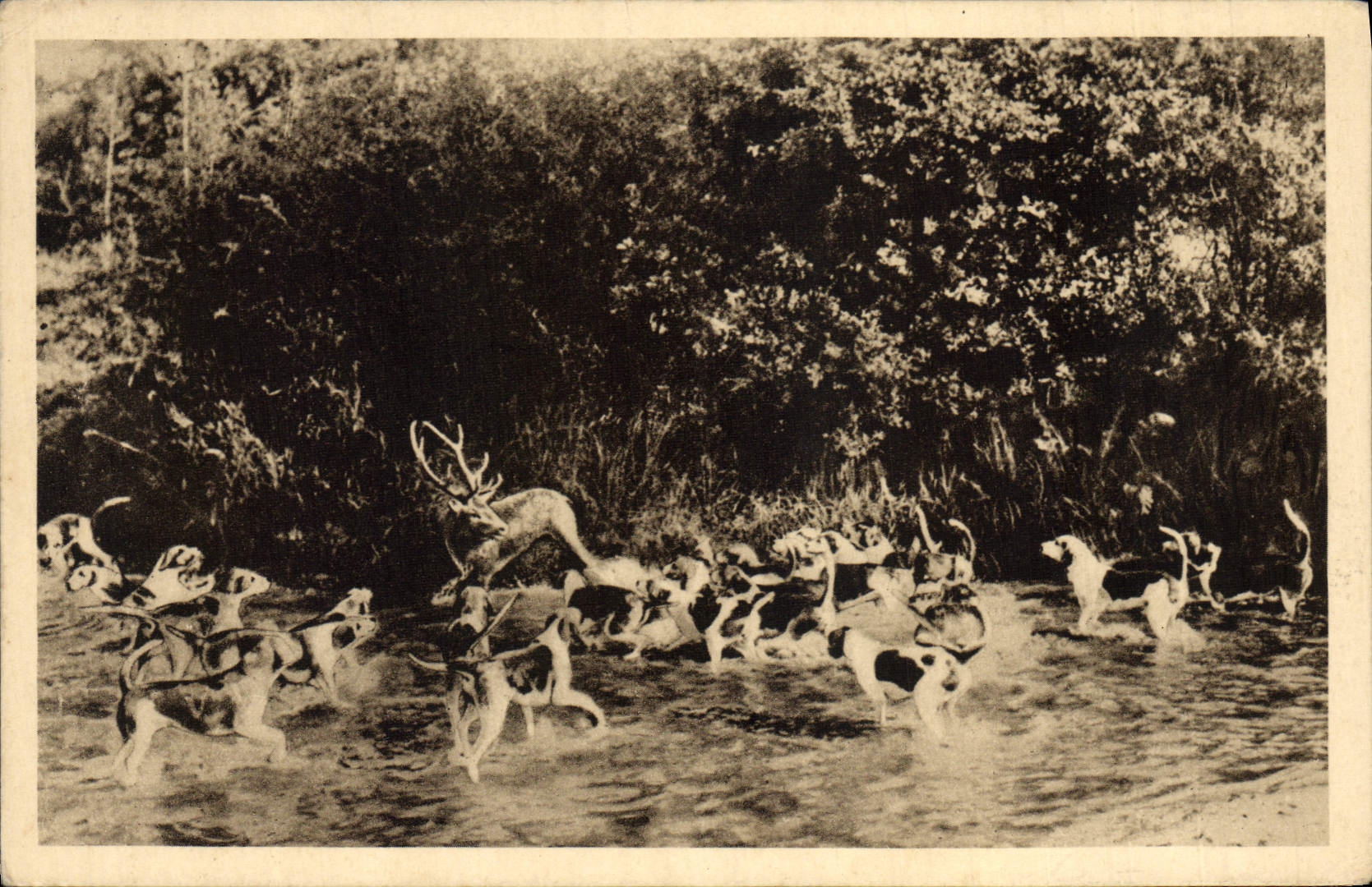 CPA Chasse a courre Cheverny Bat l'eau Chien Chiens 