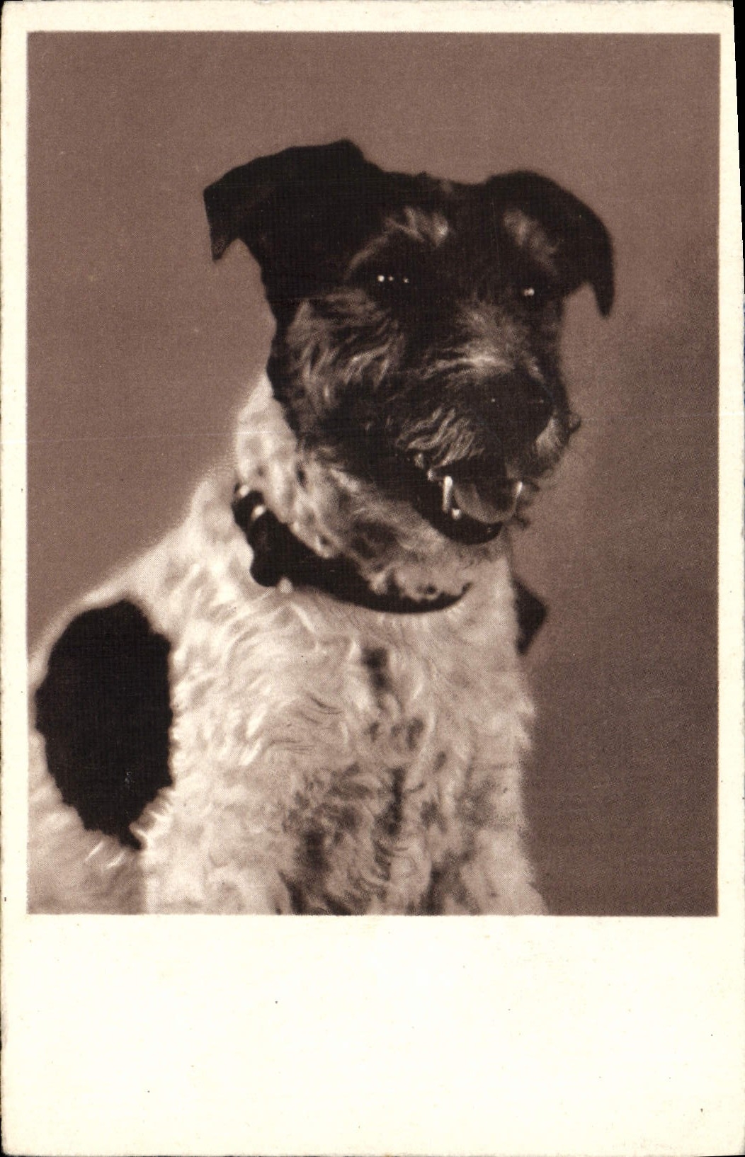 CPA Chiens Chien 