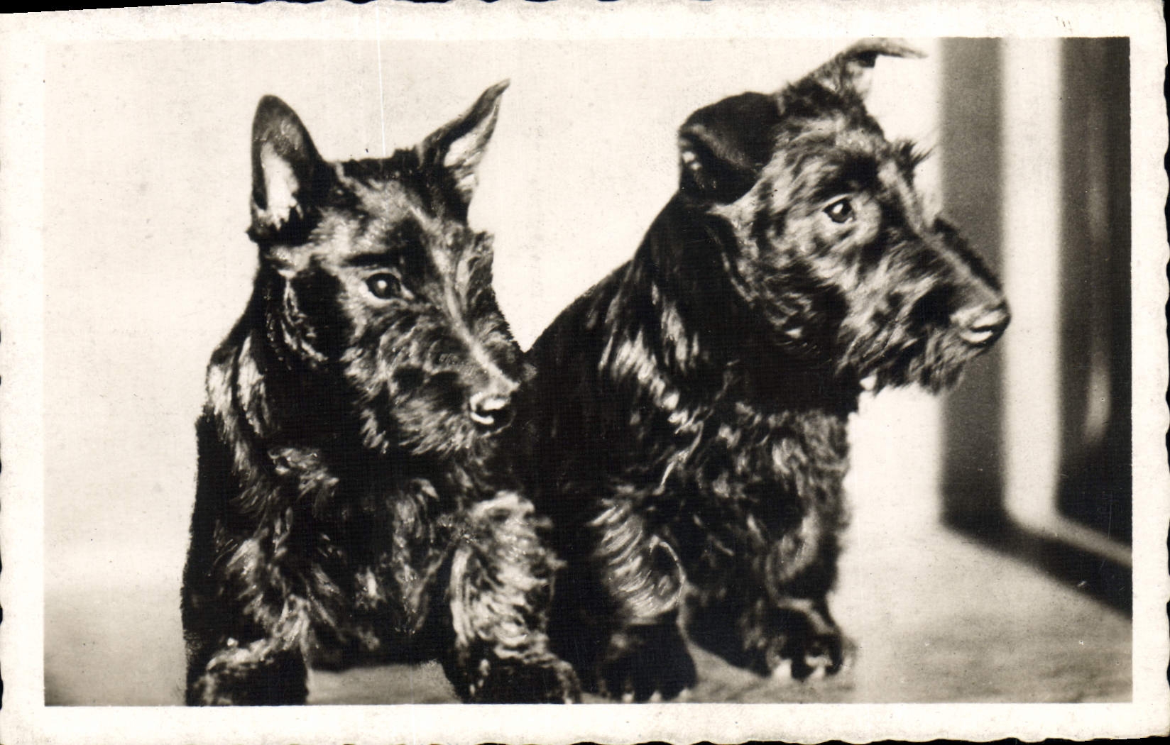 CPA Chiens Chien 