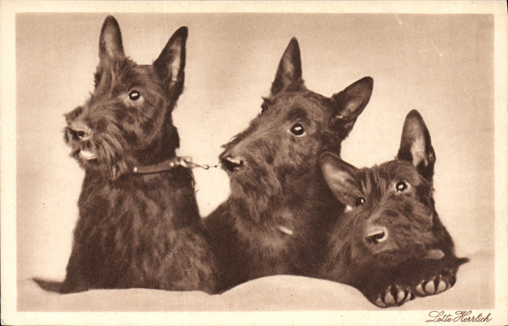 CPA Chiens Chien 