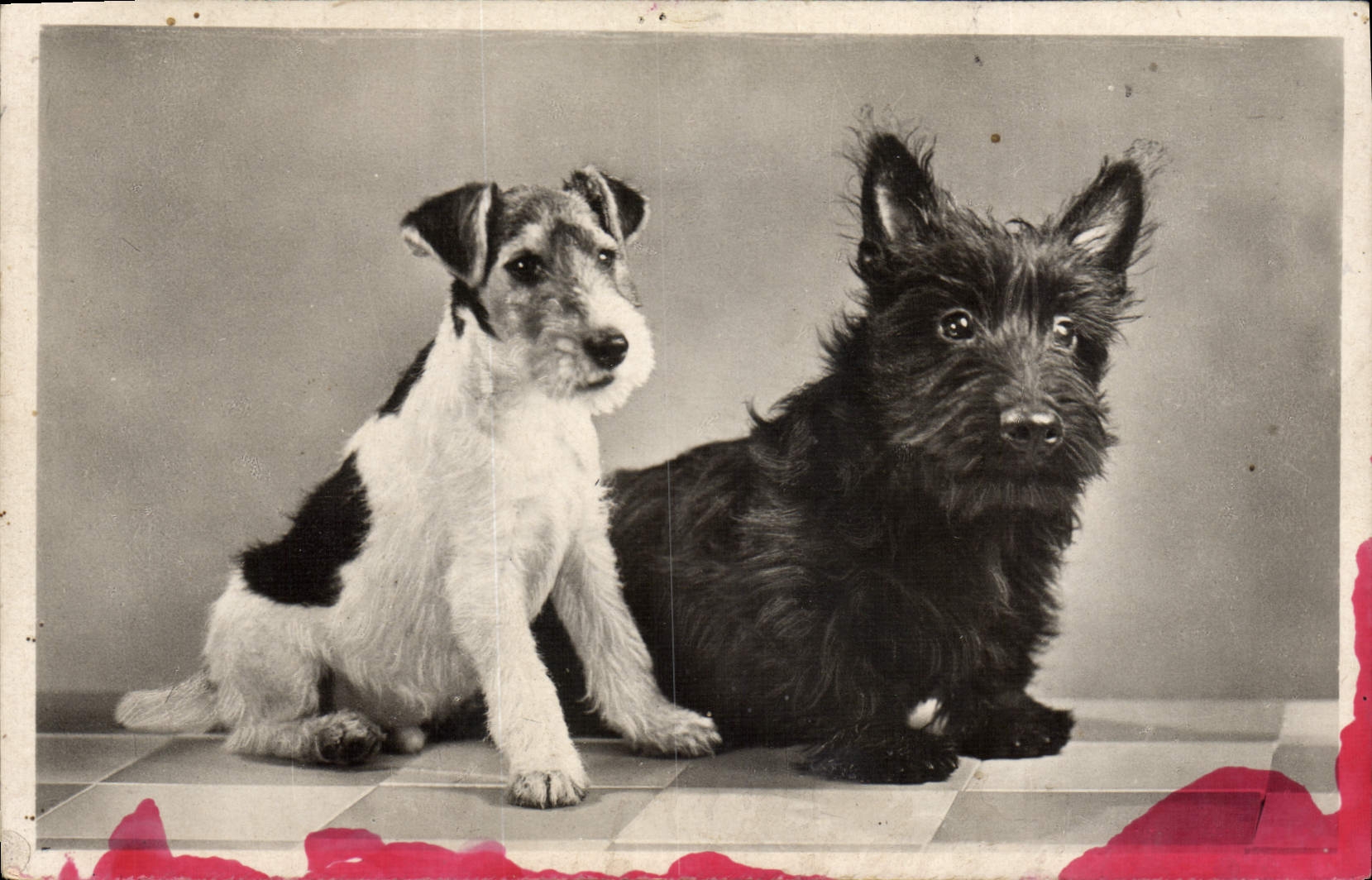 CPA Chiens Chien 