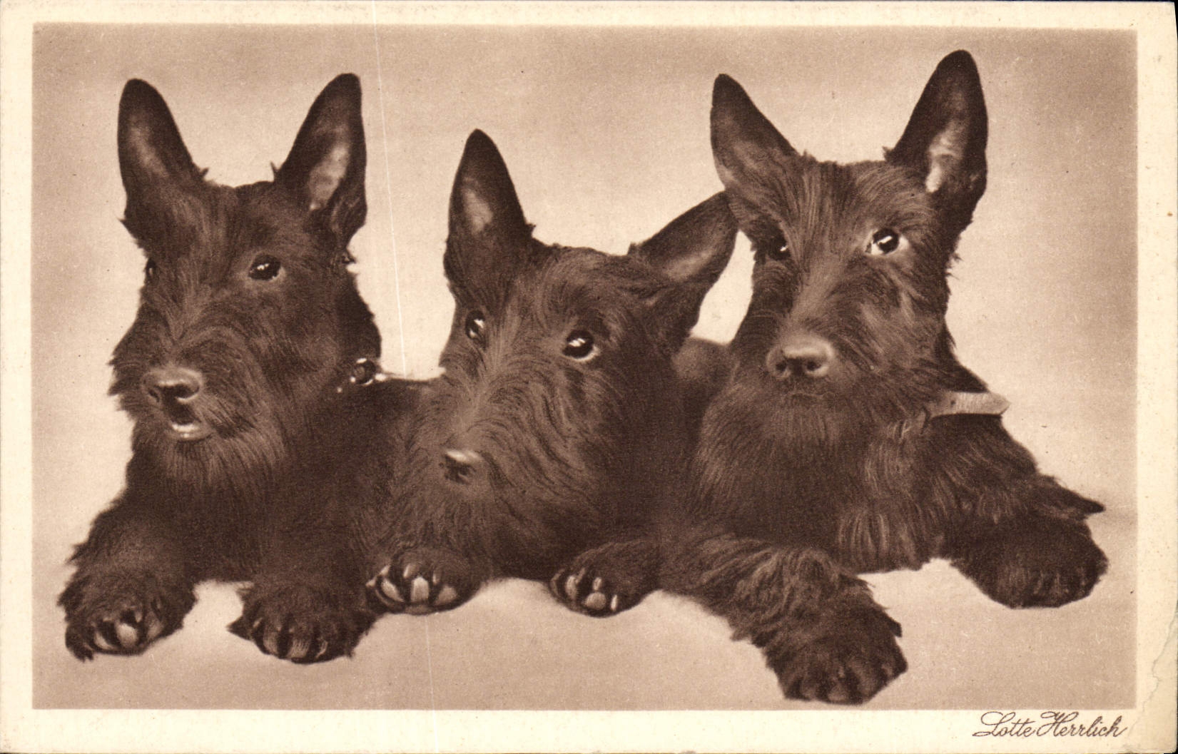 CPA Chiens Chien 