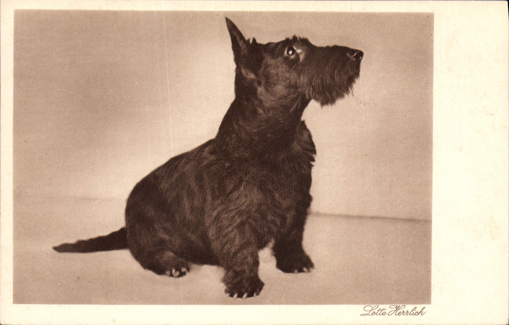 CPA Chiens Chien 