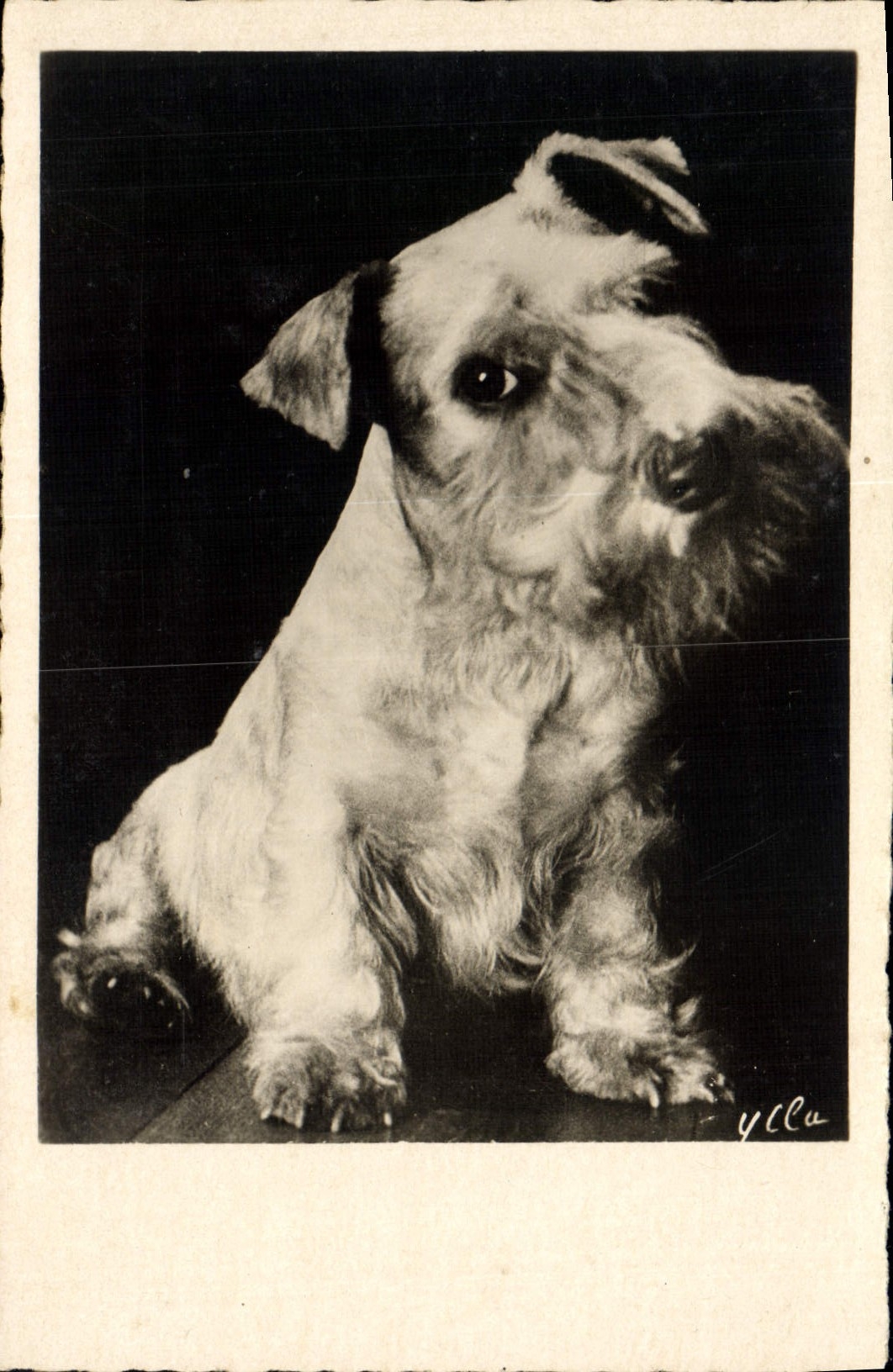 CPA Chiens Chien 