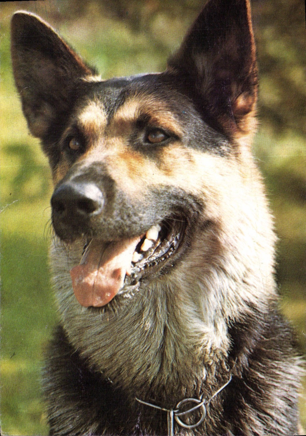 CPM Chiens Chien Berger allemand 