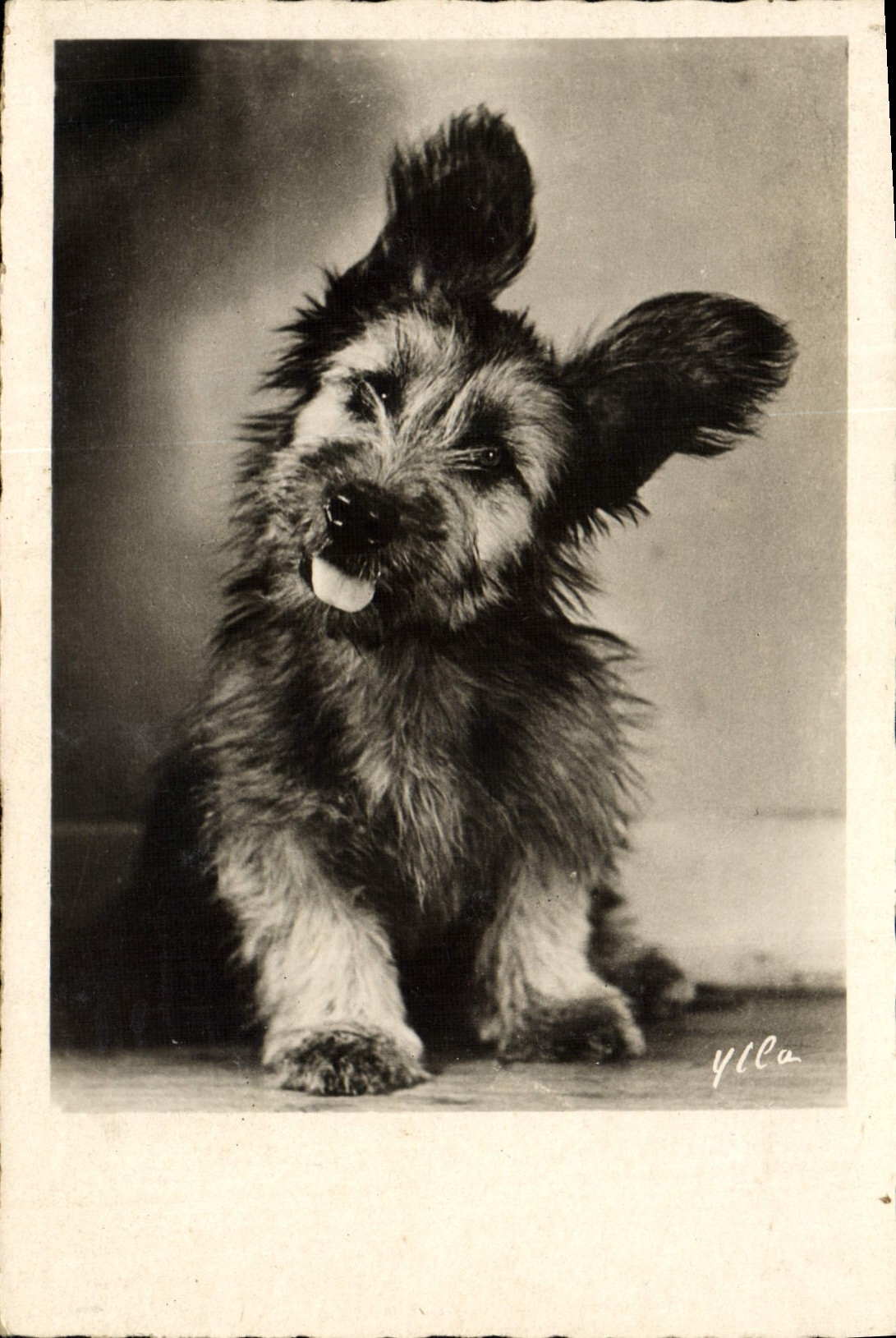 CPA Chiens Chien 