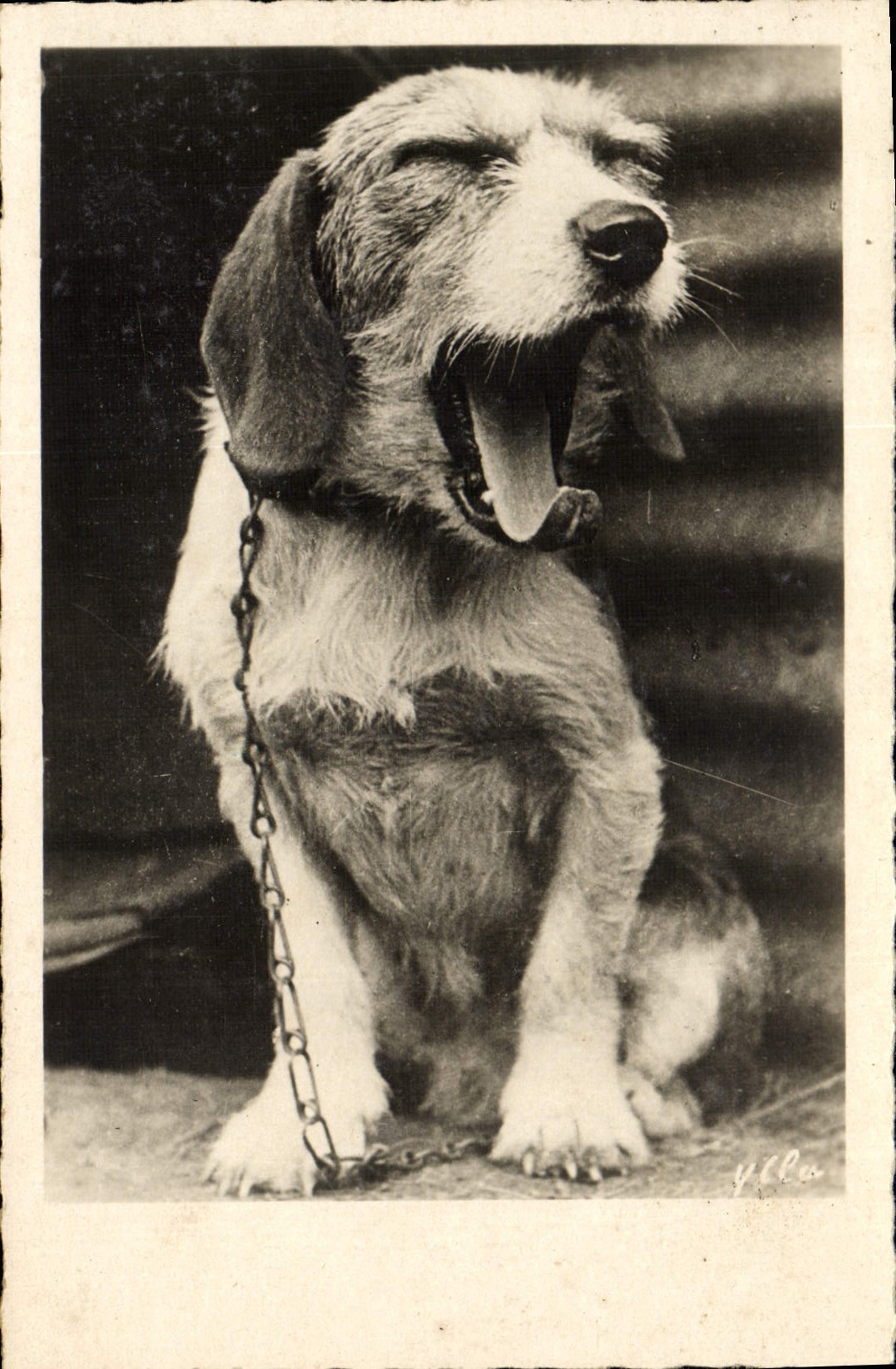 CPA Chiens Chien 