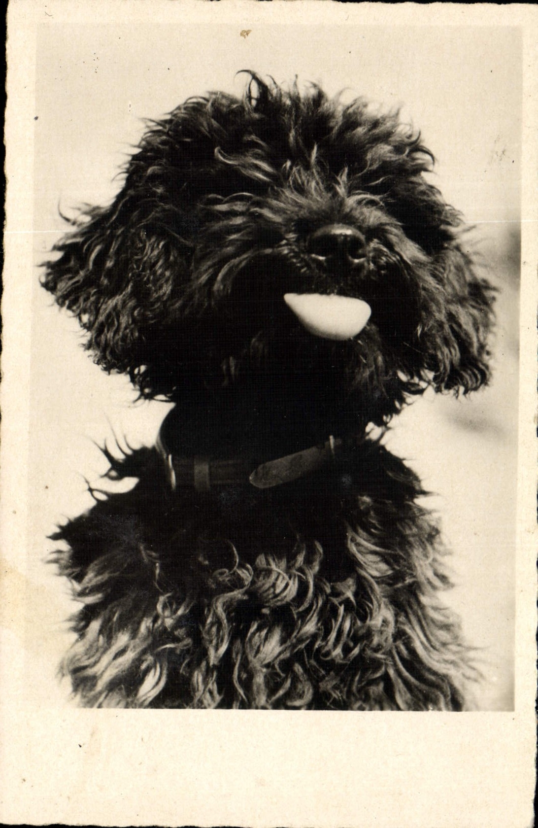 CPA Chiens Chien 