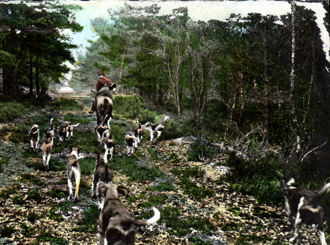 CPM Chasse a courre Foret de Troncais Chiens Chien 