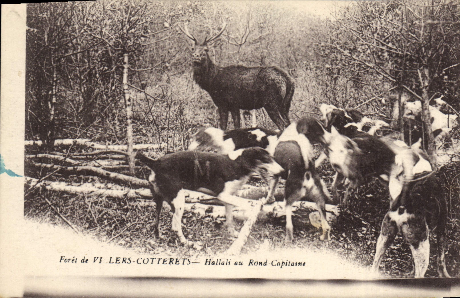 CPA Chasse a courre Foret de Villers Cotterets Hallali au rond capitaine Chiens Chien 