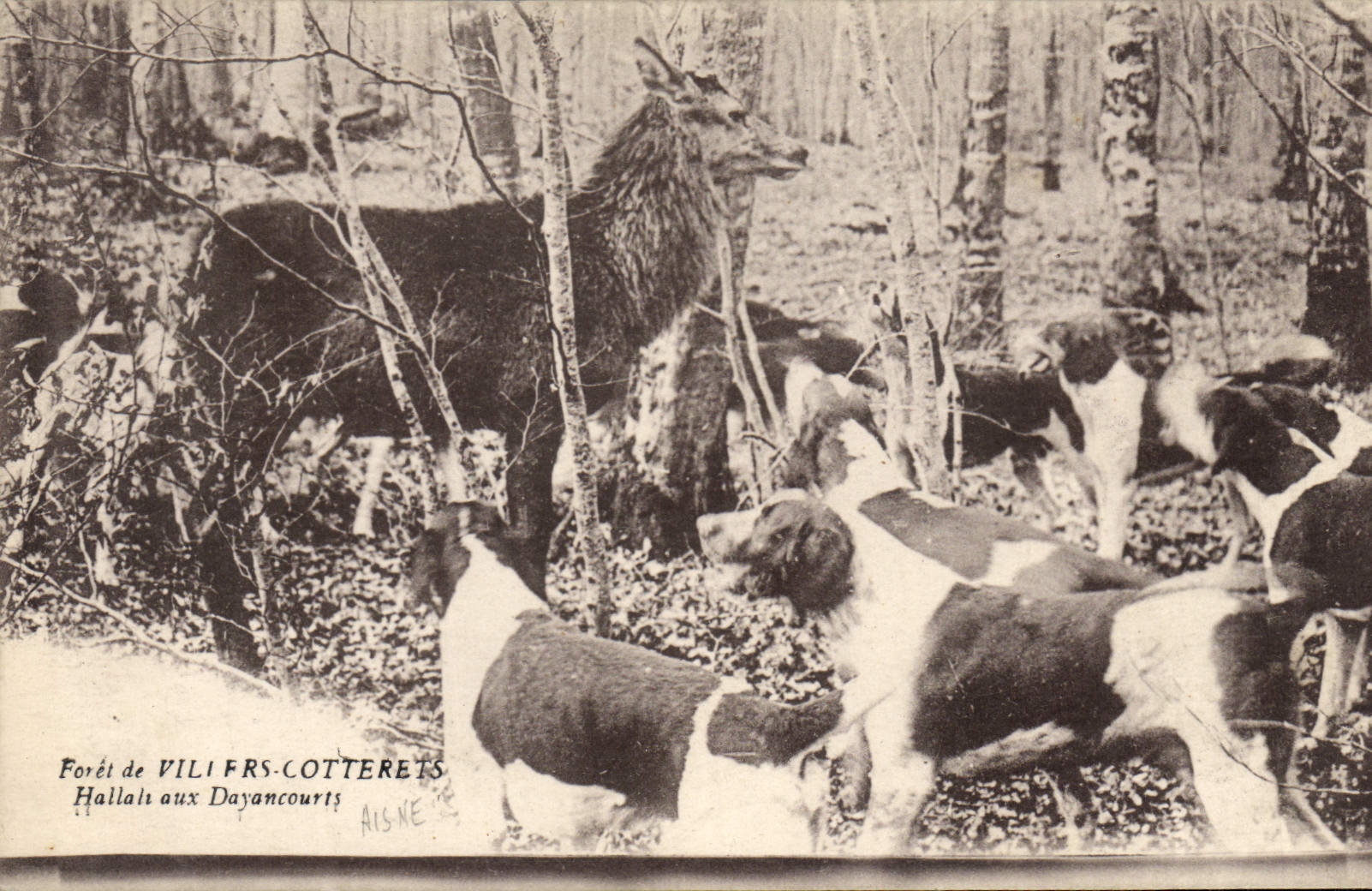 CPA Chasse a courre Foret de Villers Cotterets Hallali aux Dayancourts Cerf
