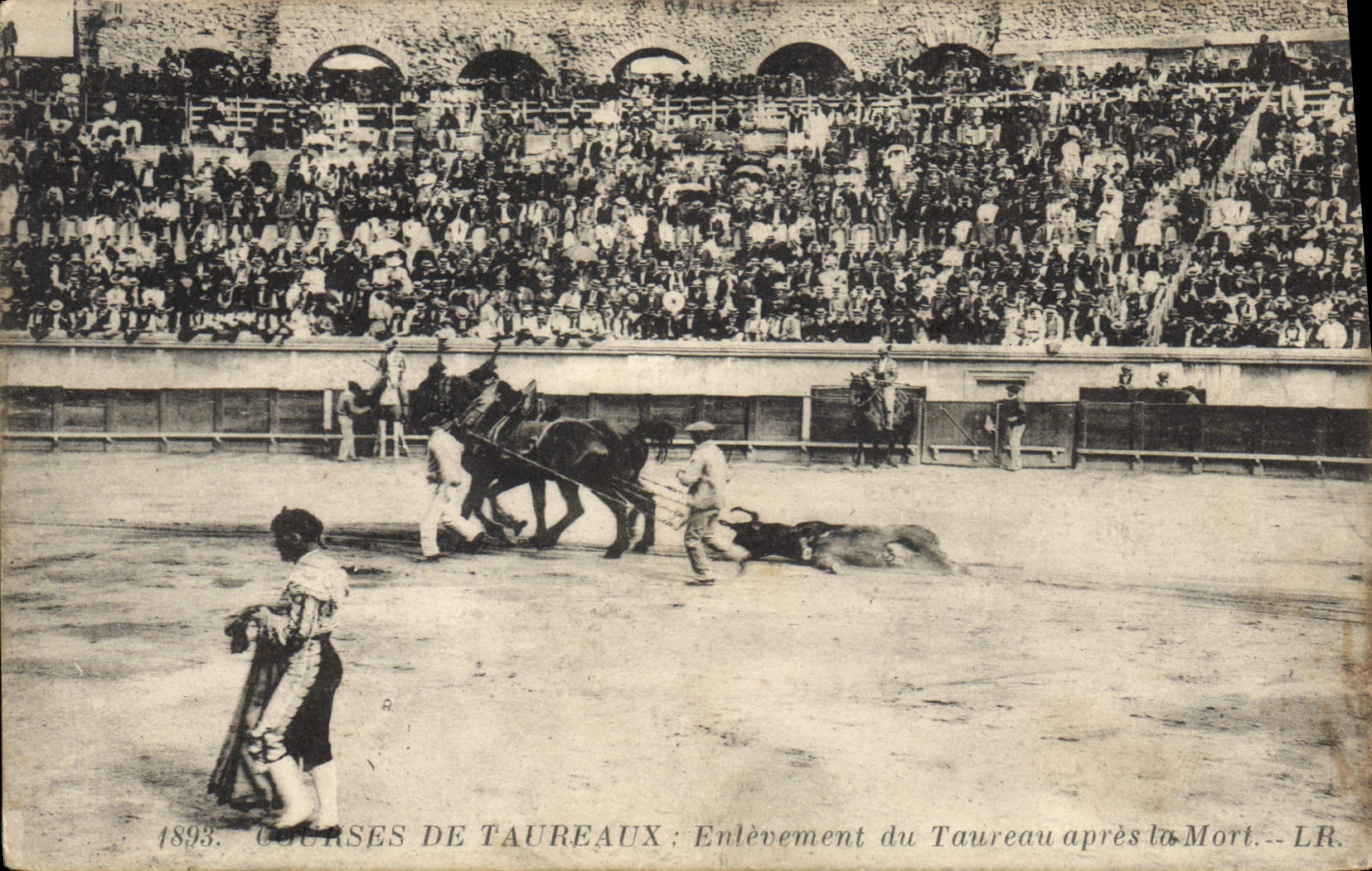 Vintage Postcard Bullfight Bullfight Removal of the bull after death