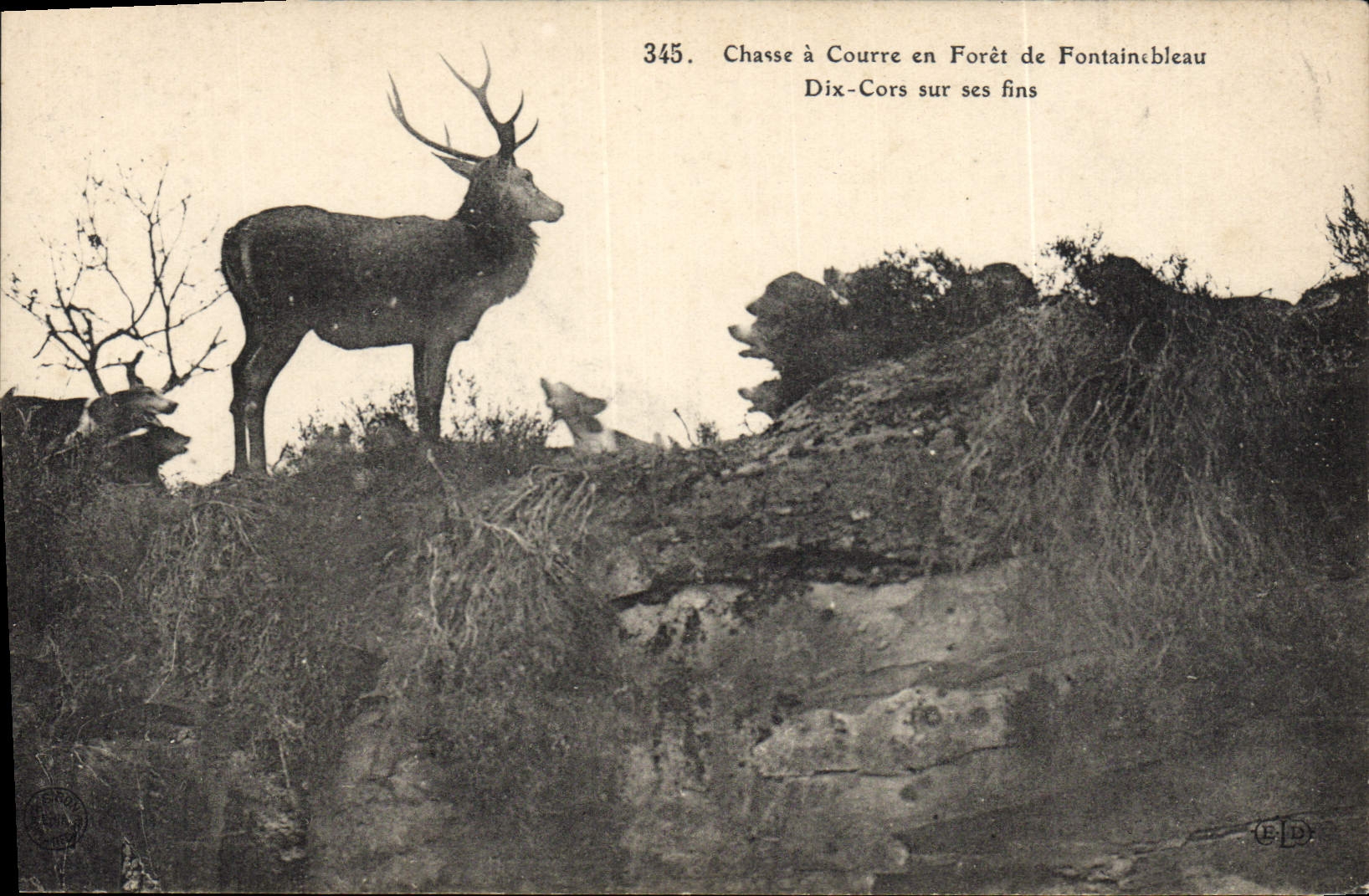 Vintage Postcard Chasse has courre out of Drill of fontainebleau Ten Horns on its fine Dogs Dog