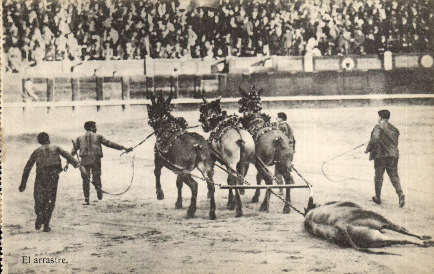 CPA Corrida Course de taureaux El arrastre