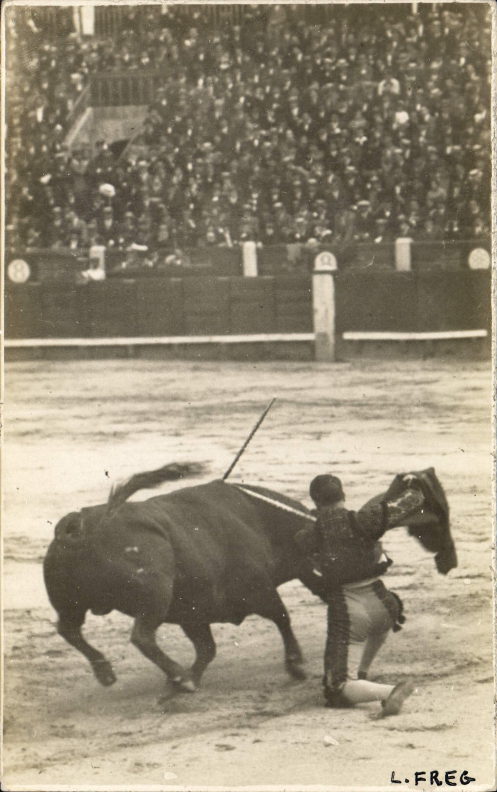 CARTE PHOTO Corrida Course de taureaux 