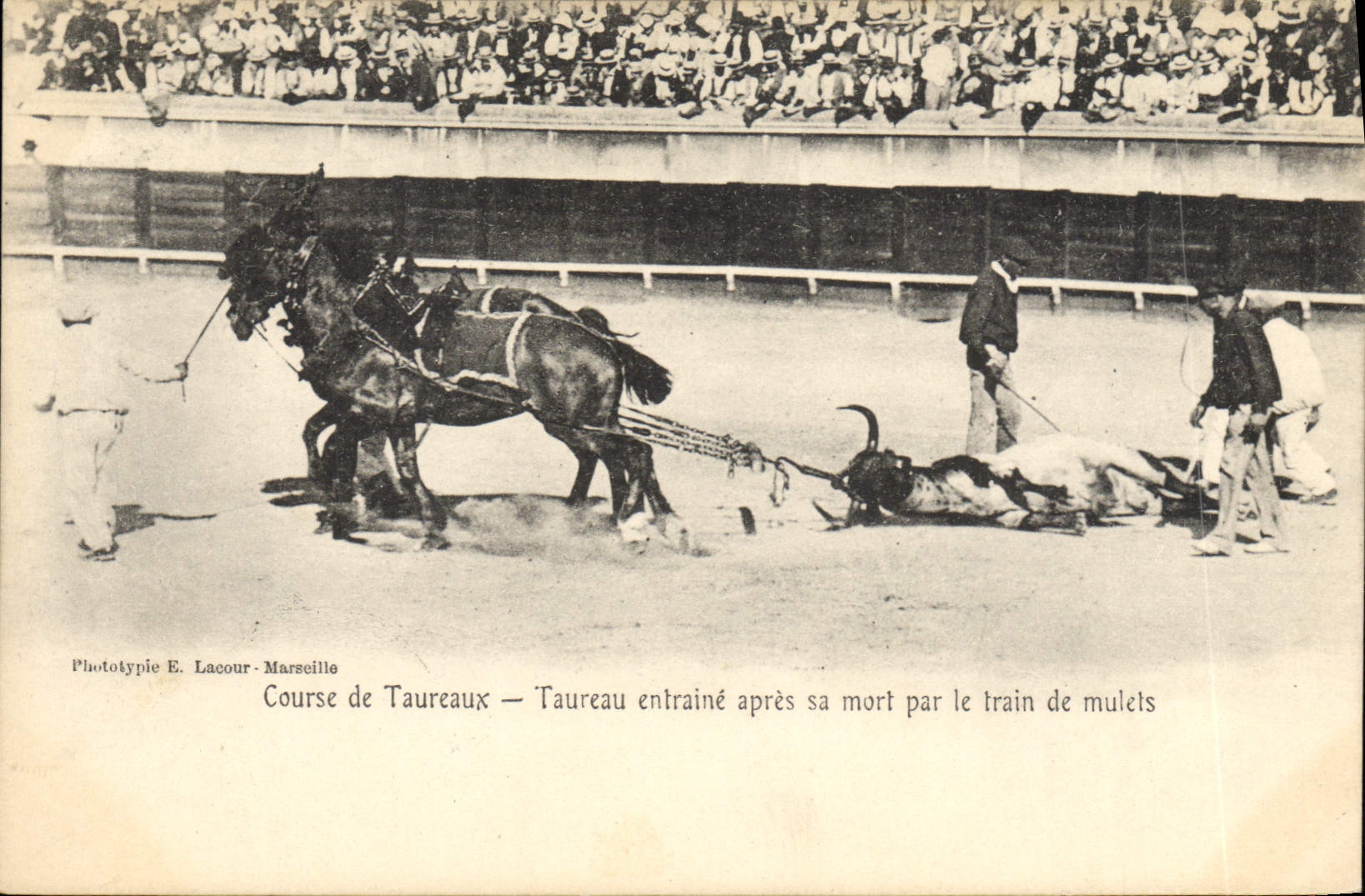 CPA Corrida Course de taureaux Taureau entraine apres sa mort par le train de mulets 