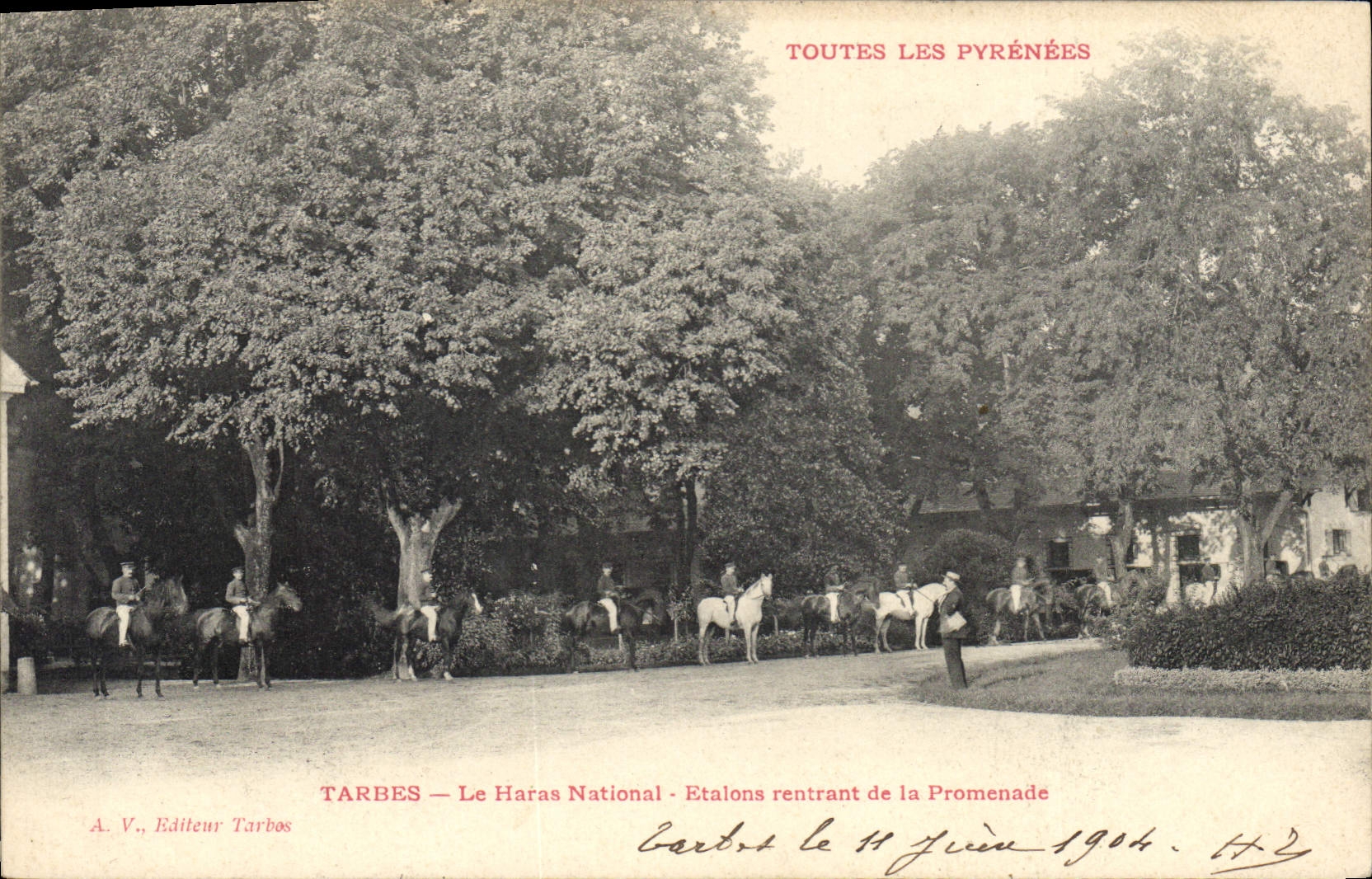 CPA Cheval Equitation Hippisme Tarbes Le Haras National Etalons rentrant de la promenade