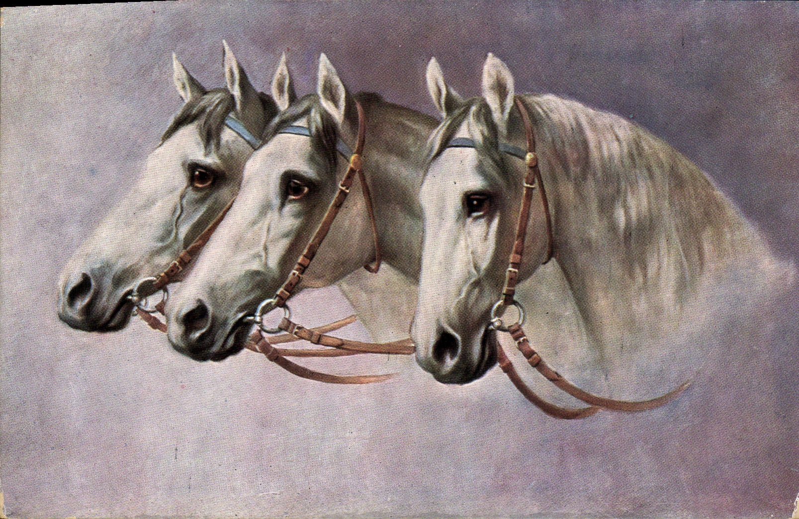 CPA Equitation Hippisme Cheval 