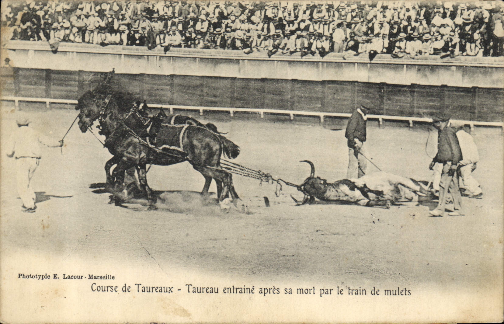 CPA Corrida Course de Taureaux Taureau entrain apres sa mort par le train de mulets 