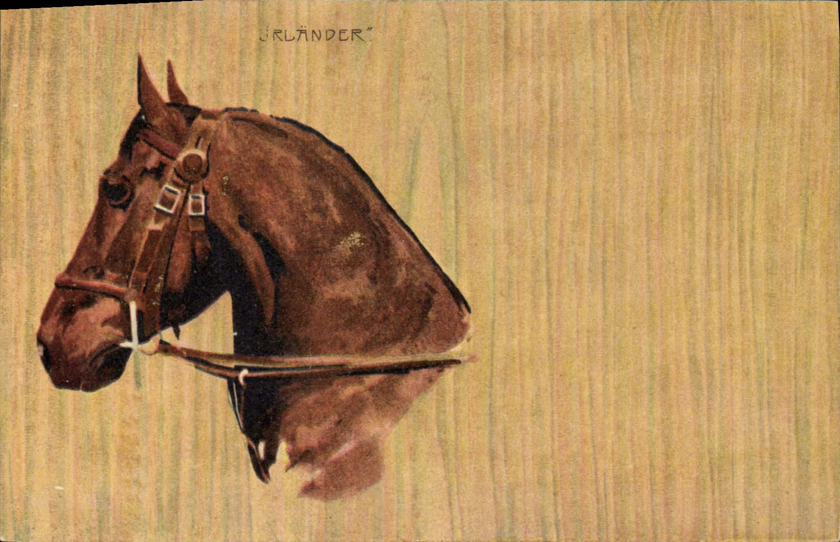 CPA Equitation Hippisme Cheval Jralander 