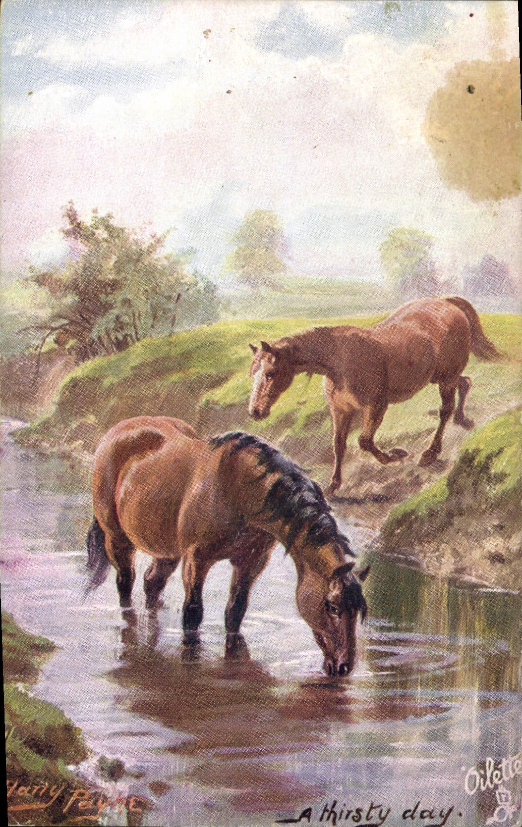 CPA Equitation Hippisme Cheval A thirsty day 