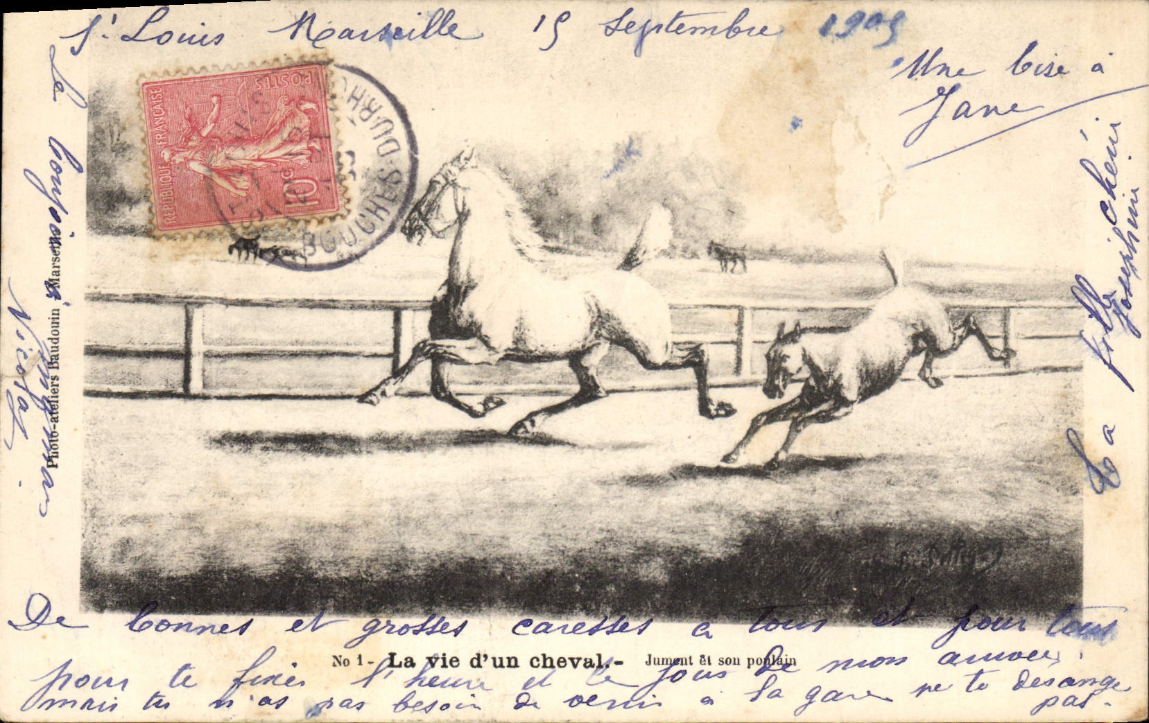 CPA Equitation Hippisme La vie d'un Cheval 