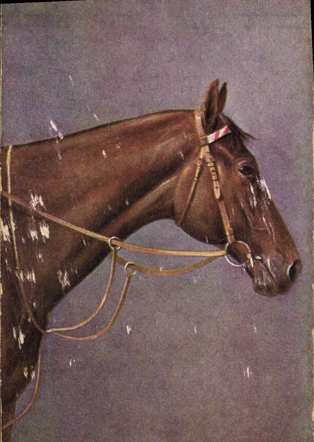 CPA Equitation Hippisme Cheval 