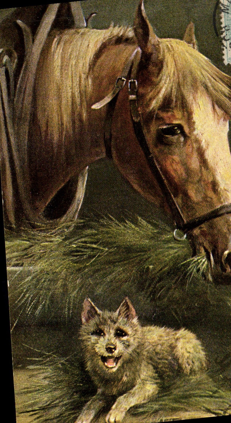 CPA Equitation Hippisme Cheval Chien 