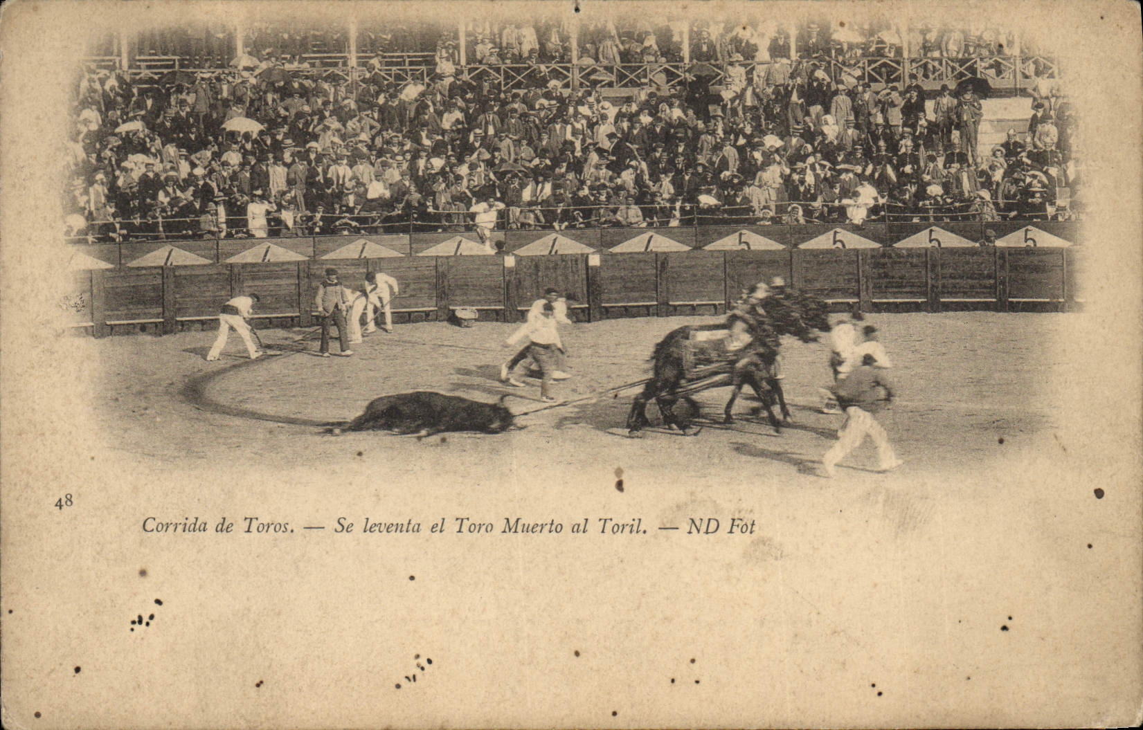 Postal Corrida Corrida de toros se levanto EL Toro muerto AL Toril