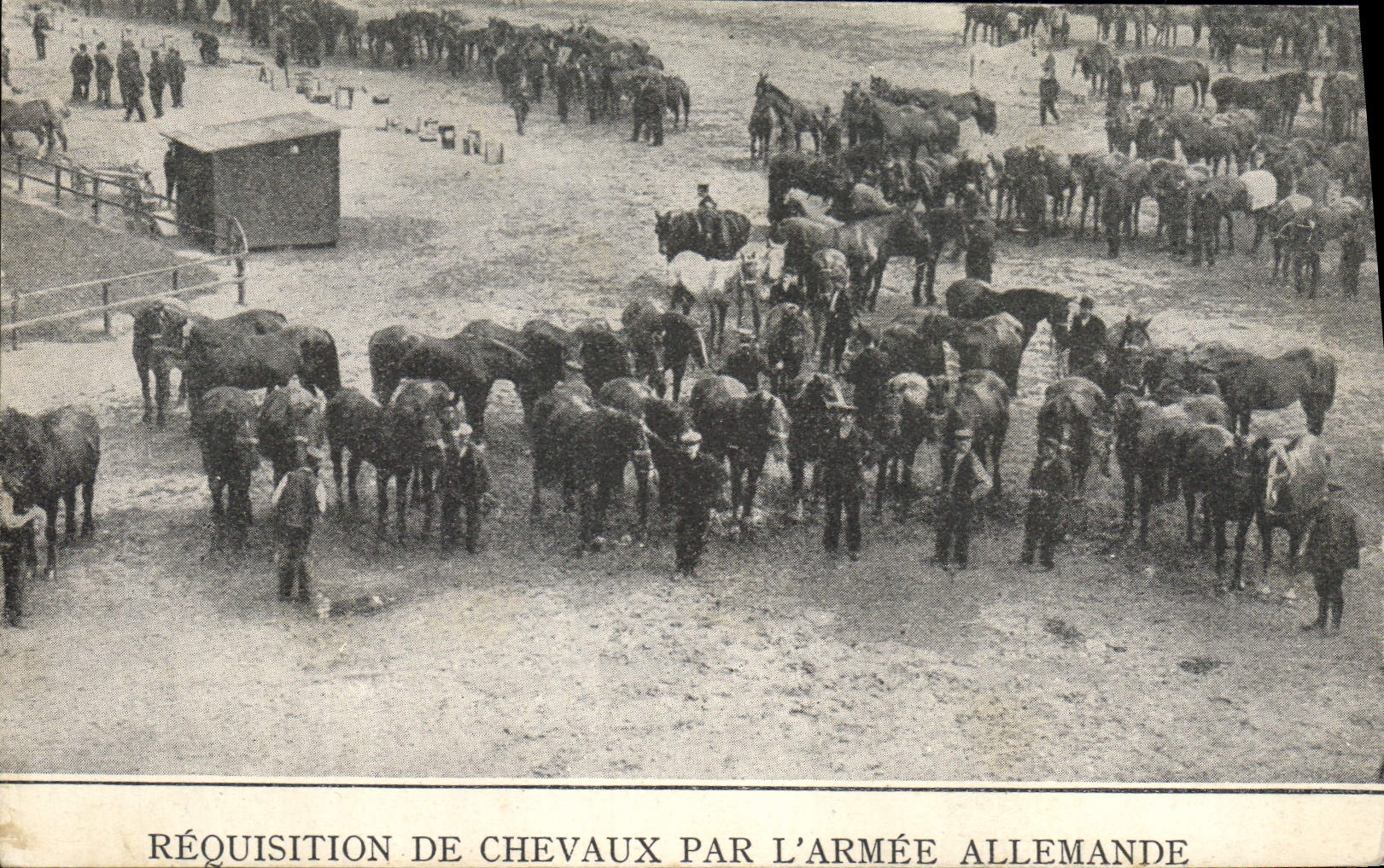 CPA Cheval Equitation Hippisme Requisition de chevaux par l'armee allemande Militaria