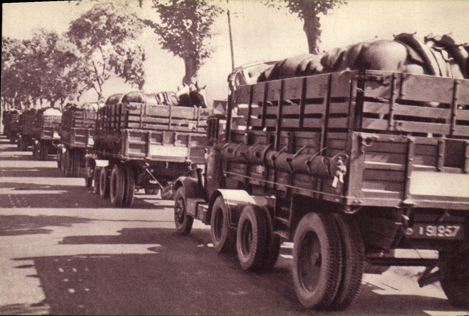 CPA Cheval Equitation Hippisme Train des equipages militaires Transport des chevaux Militaria 