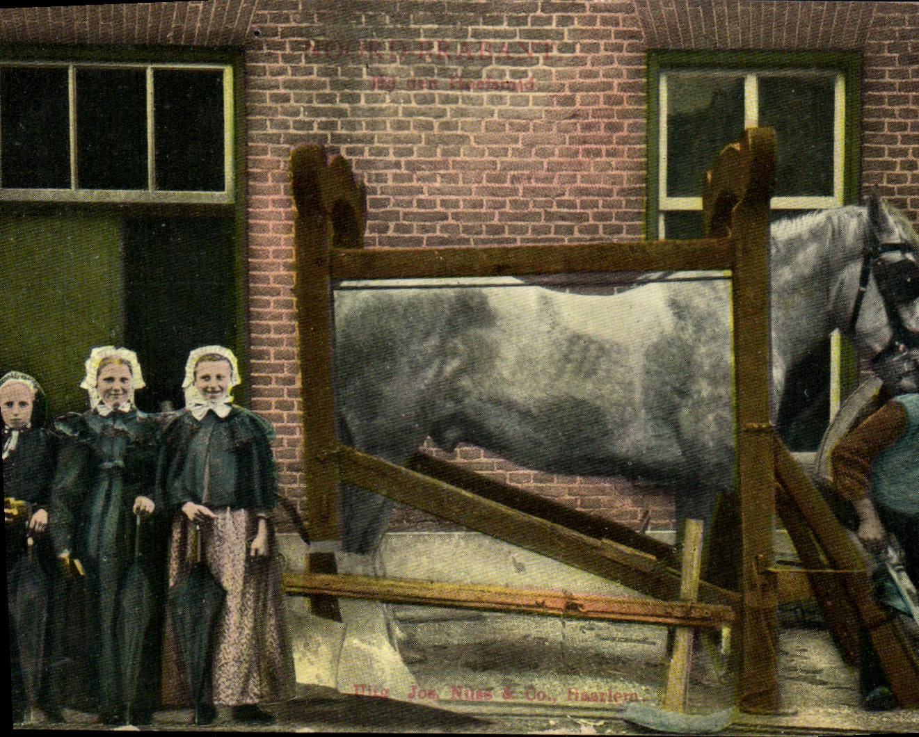 Postal Caballo Equitación Hípica Haarlem