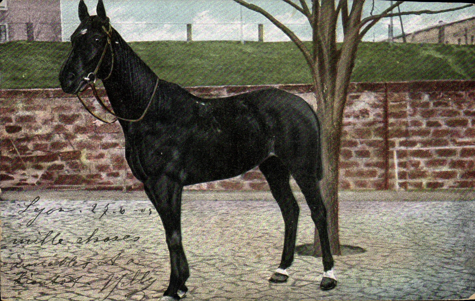 CPA Cheval Hippisme Equitation 