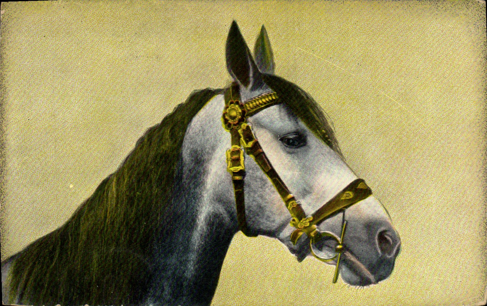 CPA Cheval Hippisme Equitation 