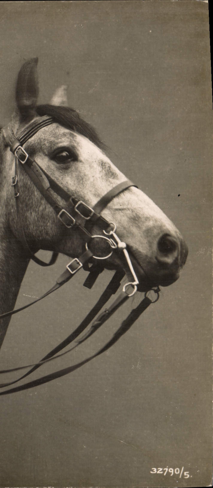 CPA Cheval Hippisme Equitation 