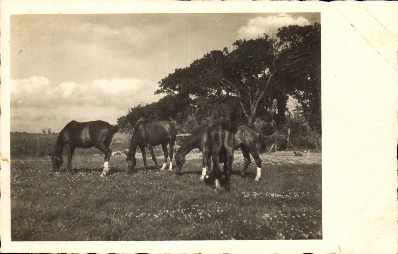 CPA Cheval Hippisme Equitation 