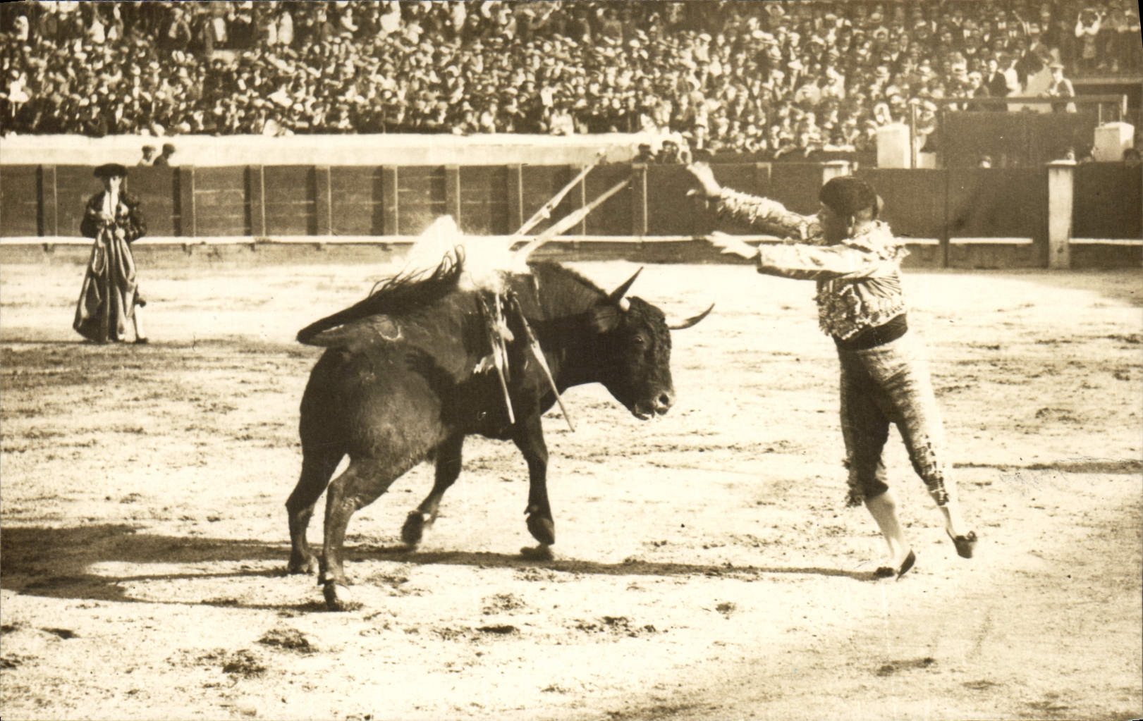 CARTE PHOTO Corrida Course de taureaux 