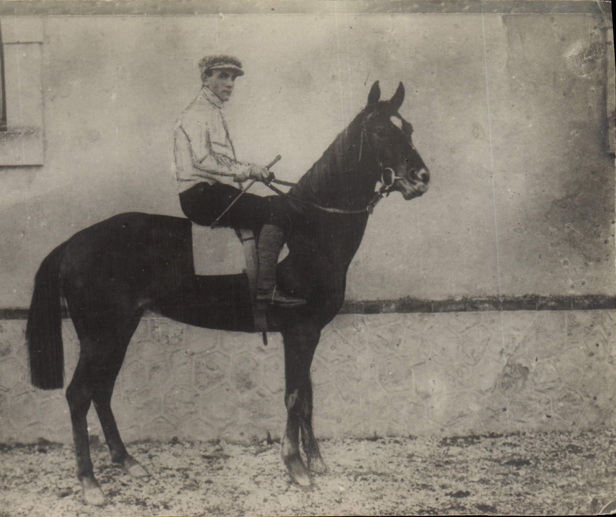 CARTE PHOTO Cheval Equitation Hippisme