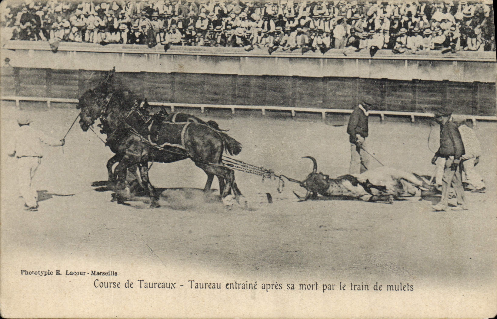 CPA Corrida Course de taureaux Taureau entraine apres sa mort par le train de mulets