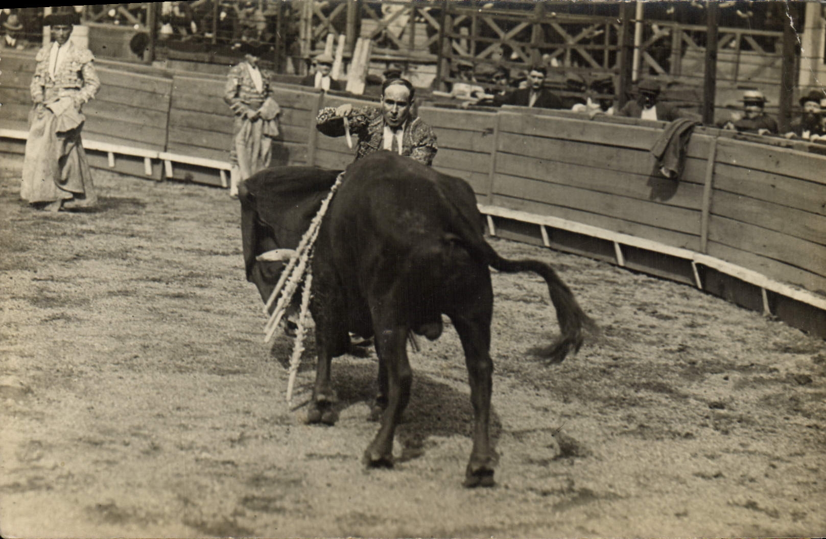 CARTE PHOTO Corrida Course de taureaux 