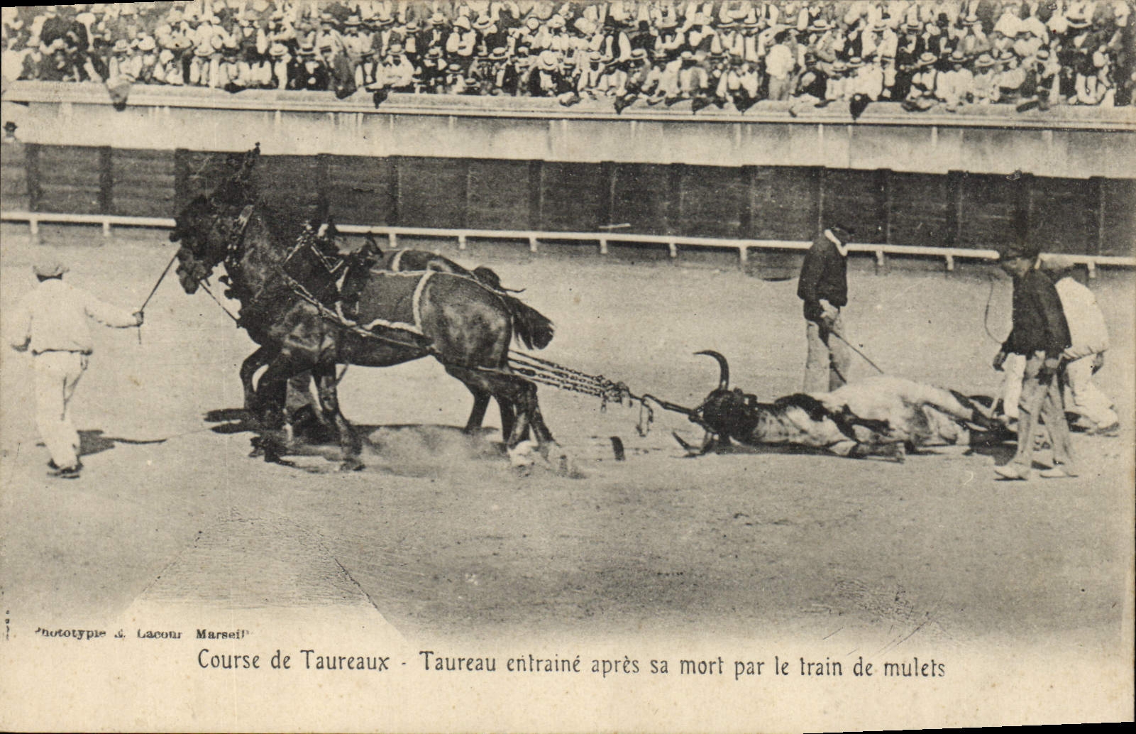 CPA Corrida Course de taureaux Taureau entraine apres sa mort par le train de mulets