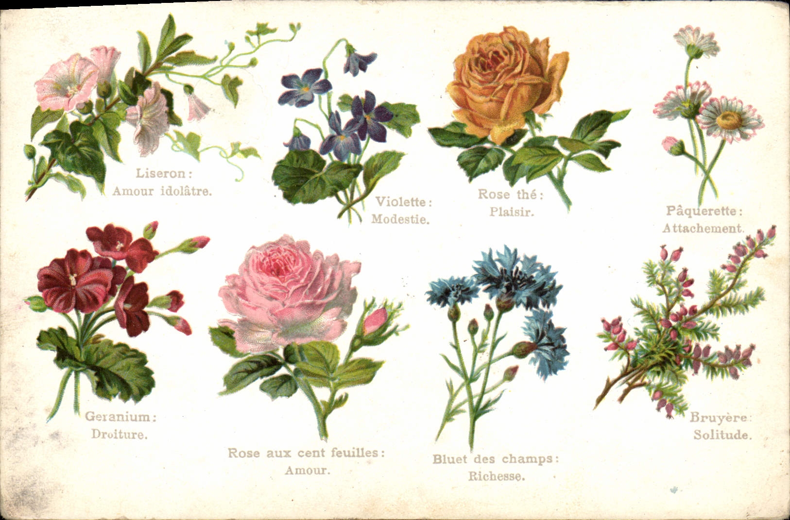 CPA Fantaisie Le langage des fleurs